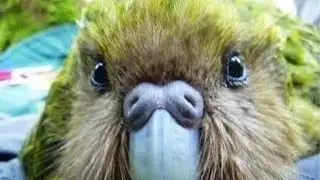 Top 10 weirdest birds around the world