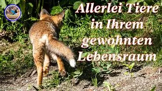 Allerlei Tiere in Ihrem gewohnten Lebensraum