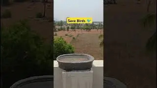 #save  #birds #summer #water #love #nature Save Birds in summer season