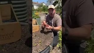 My most surprising potato harvest...