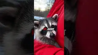 He Was In Serious Danger&hellip; What He Did Next is Heartwarming ❤️&zwj;🔥 #shorts #animalrescue #stories