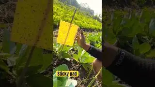 100% Organic Pest Trap 🪤 #farming #agriculture #organicfarming
