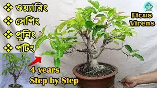 How to easily transform a tree into a bonsai | Bonsai Wiring Shaping Pruning Potting Sep by Step |