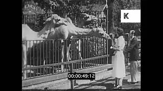1940s Germany, Berlin Zoo Animals, Post War Leisure