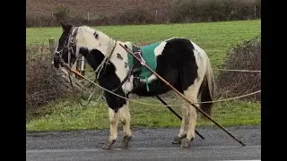 Okal, un paint horse de taille &laquo; double poney &raquo;, r&eacute;alise des exercices