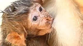LUCAS Newborn Baby Monkey Hungry Milk | Leyla Monkey Give Milk To Baby | Newborn Babies Monkey