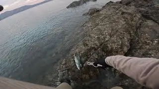 【青物狙いで連敗中…】　しまなみ海道で青物狙い　なんとか釣って連敗脱出しました