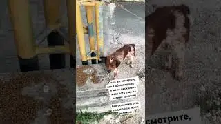 Ставь лайк - буду еще кормить щеночков)