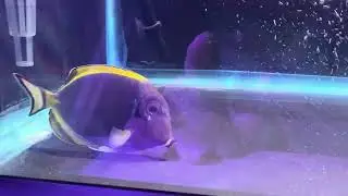 Hybrid Powder Blue x White Cheek Tang