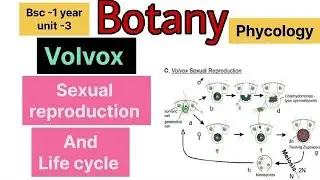 Volvox/ Sexual reproduction/ Phycology Unit -3 / Botany/Bsc 1 year Part-3