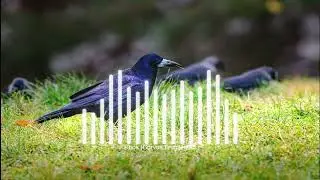 Rook (Corvus Frugilegus)