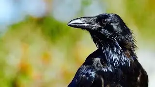 Raven: A Haida Creation Story