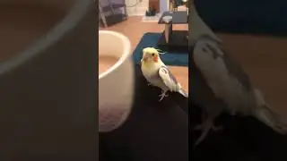 Cockatiel Plays PeekaBoo