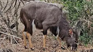 Large Nyala Bull sighting in the Kruger National Park. #antelope #deer #animals #nature #wildlife