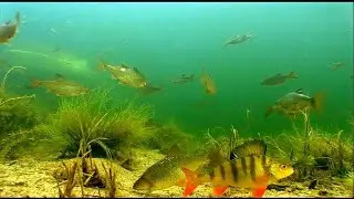 Жизнь на дне озера!   Life at the bottom of the lake!