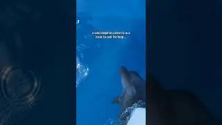 К нашей лодке подплыл дикий дельфин, чтобы попросить о помощи 😭🙏🏽🩵🥹🐬 #дельфин #спасениедельфинов ...