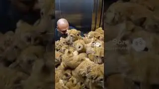 Когда ИИ ломает лифт #комедийный #неудачи