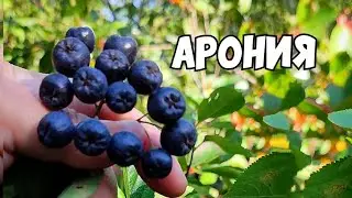 ЧЕРНОПЛОДНАЯ РЯБИНА (АРОНИЯ). Полезные свойства, от чего ПОМОЖЕТ АРОНИЯ.