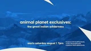 #APExclusives: The Great Indian Wilderness | Starts August 1 at 7 PM