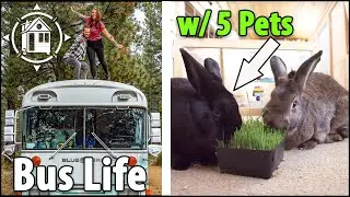 Bunny BUS!? Off-Grid Bus Life with 5 Pets (Rescue Animals)