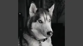 Calm Dogs