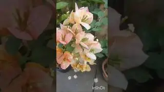 #shorts #video #shorts #feed #garden #youtube
