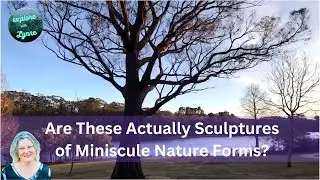 Sculpture Trail and Birdsong at Daybreak at Wentworth Falls Lake