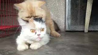 Persian Cat Mating calico flat face 😍🥰😍🥰😍😲 #cats #malinois #dogs