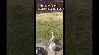 If you have a hyperactive dog, get an automatic ball thrower. You&rsquo;re welcome lol #shitzu #dogs #ball