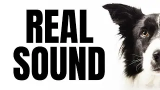 Dog Sound - Wild Animal Sounds #dog #dogsound
