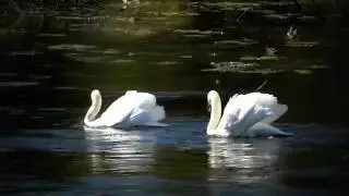 Real Swan ballet