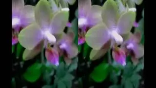 Beautiful flower with Samsung WB1000