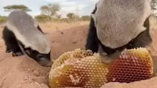  🦁 The Fearless Life of Honey Badger | Jungle Animals Documentary
