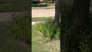 #doctorslife #gardentherapy #butterflies #busylifestyle #greentherapy #nature #flowers