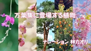 『万葉集に登場する植物』（ナレーション 林カオリ）