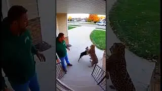 Leopard vs. Dog: Unbelievable Backyard Brawl! #animals #wildlife #dog #leopard