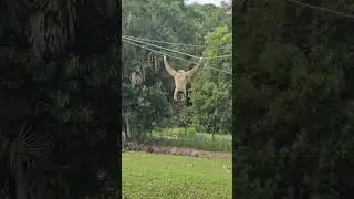 Monkey Dancing 🐒🕺#shorts#shortsfeed#viralvideo#viralshorts#monkey#animal
