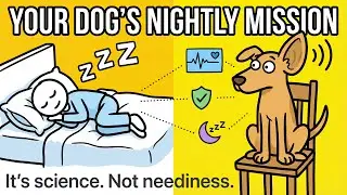 Your Dog Won&rsquo;t Sleep Until You Do &mdash; Here&rsquo;s What They&rsquo;re Really Watching