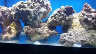 New Fish Room Since Moving From Las Vegas