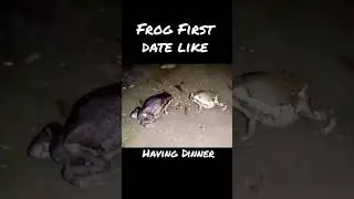 FROG eating insects