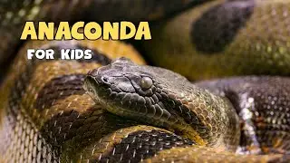 Anaconda Facts | Educational Video For kids