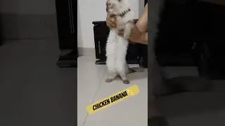 Chicken Banana Billa | Viral Himalayan Cat #ViralBilla #StreetRani