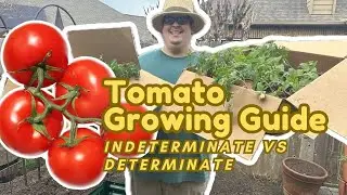 Growing Tomatoes For Beginners (Indeterminate vs Determinate)