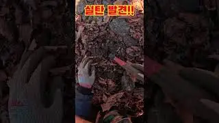 실탄을 발견‼️ #금속탐지기 #metaldetecting #metaldetector #orx #treasure #엠디몬스터 #금속탐지여행#digger