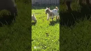 Cute Dog Races Goat 🐾😊😊 #wholesome #cute #aidog