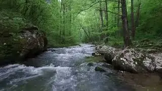 🌿 R&iacute;o en el Bosque | Sonidos Naturales para Relajarse, Dormir y Meditar