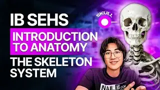 [IB SEHS] Introduction To Anatomy | The Skeleton System