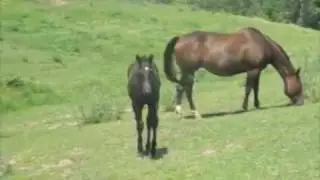 Hickory Hill Quarter Horses - 2009 foals