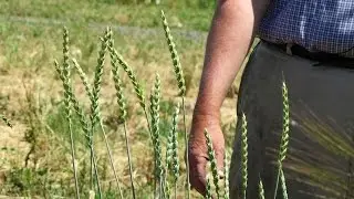 Ancient Grains Revival: A Farmer's Mission to Preserve Diversity