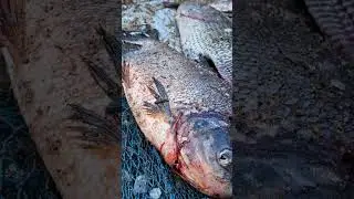 Fresh Fish Cleaning @ Karanamplayam Dam # SHORTS